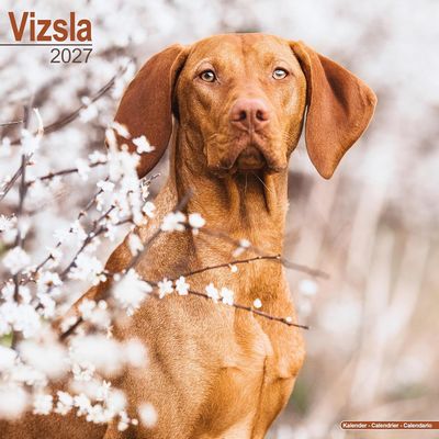 Vizslas 2027 Wall Calendar