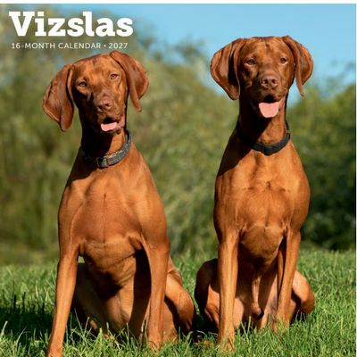 Vizslas 2027 Wall Calendar