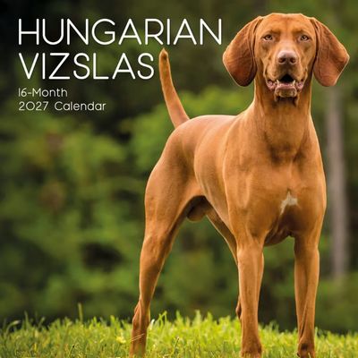 Hungarian Vizslas 2027 Wall Calendar