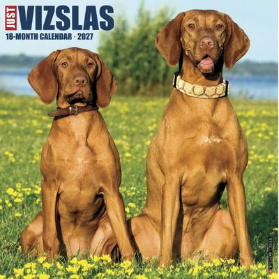 Just Vizslas 2027 Wall Calendar