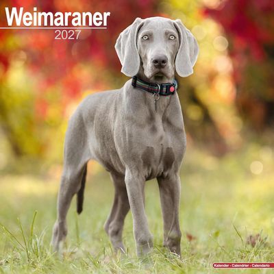 Weimaraner 2027 Wall Calendar