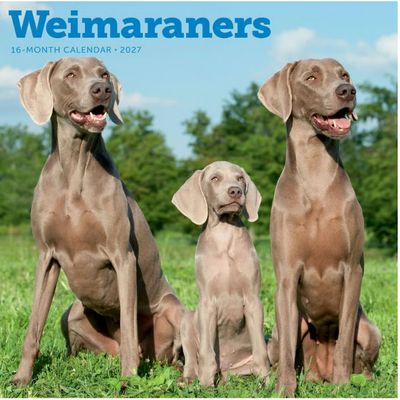 Weimaraners 2027 Wall Calendar