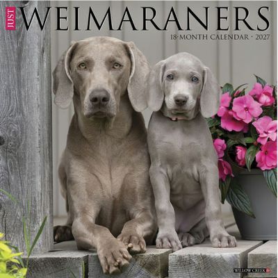 Weimaraners 2027 Wall Calendar