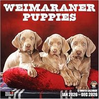 Weimaraner Puppies 2026 Calendar