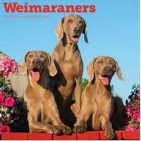 Weimaraners 2026 Calendar