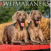 Weimaraners 2026 Calendar