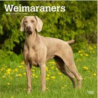 Weimaraners 2026 Calendar
