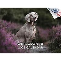Weimaraners 2026 Calendar