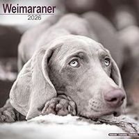Weimaraners 2026 Calendar