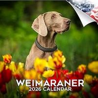 Weimaraners 2026 Calendar