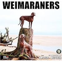 Weimaraners 2026 Calendar