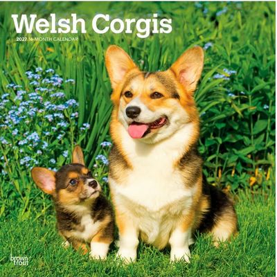 Welsh Corgis 2027 Wall Calendar
