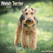 Welsh Terrier 2026 Calendar