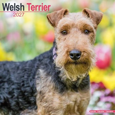 Welsh Terrier 2026 Calendar