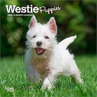 Westie Puppies 2026 Calendar