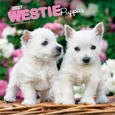 Westie Puppies 2027 Wall Calendar