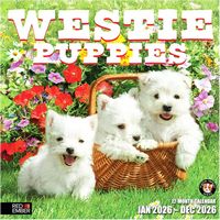 Westie Puppies 2026 Calendar