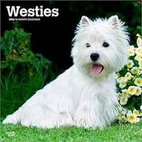 West Highland White Terriers 2026 Calendar