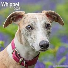 Whippets 2026 Calendar
