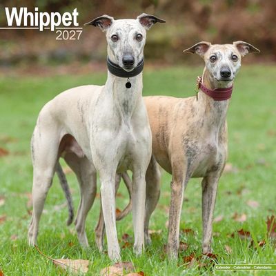 Whippets 2027 Wall Calendar