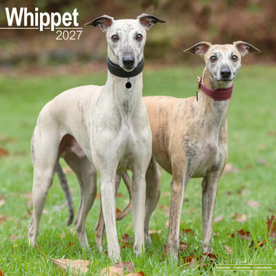 Whippets 2027 Wall Calendar