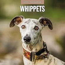 Whippets 2026 Calendar