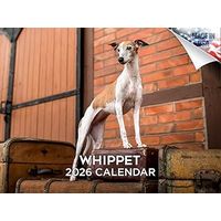 Whippets 2026 Calendar