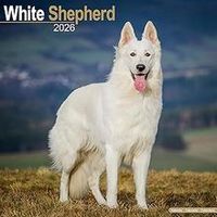 White Shepherd 2026 Calendar