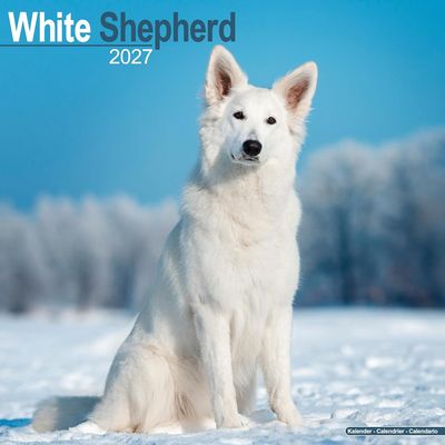 White Shepherd 2027 Wall Calendar
