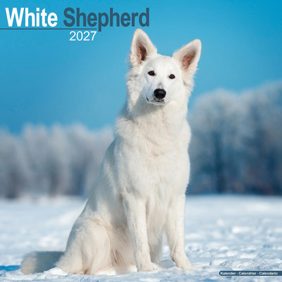 White Shepherd 2027 Wall Calendar