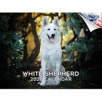 White Shepherd 2026 Calendar