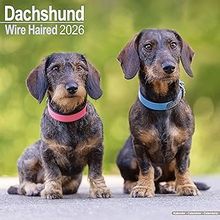 Wirehaired Dachshund 2026 Calendar