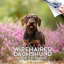 Wirehaired Dachshund 2026 Calendar