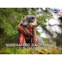 Wirehaired Dachshund 2026 Calendar