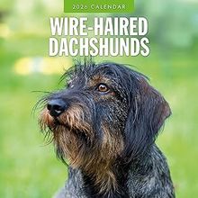 Wirehaired Dachshund 2026 Calendar