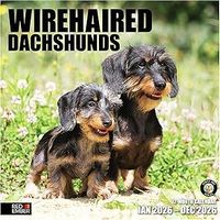 Wirehaired Dachshund 2026 Calendar