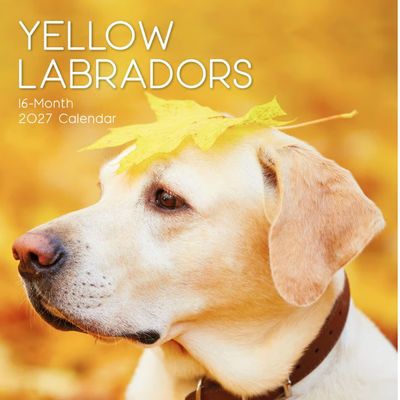 Yellow Labradors 2027 Wall Calendar
