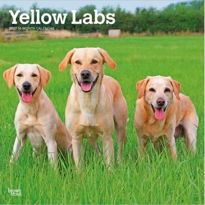 Yellow Labs 2027 Wall Calendar