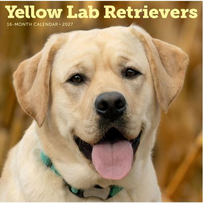 Yellow Lab Retrievers 2027 Wall Calendar