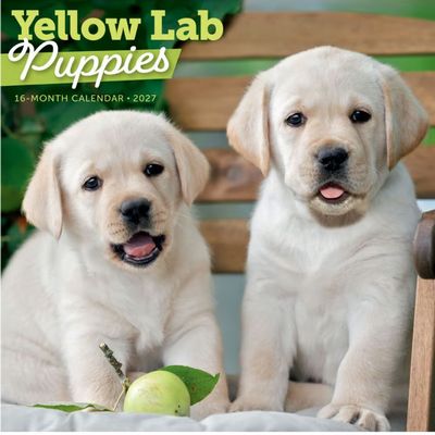 Yellow Lab Puppies 2027 Wall Calendar