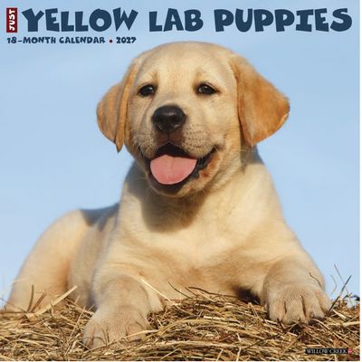 Yellow Lab Puppies 2027 Wall Calendar