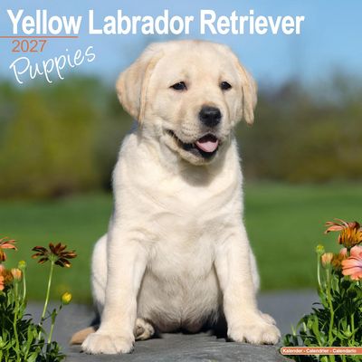Yellow Lab Puppies 2027 Wall Calendar