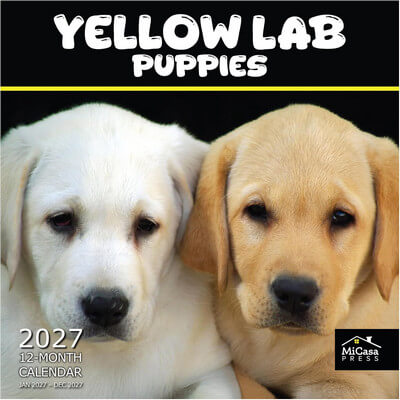 Yellow Lab Puppies 2027 Wall Calendar