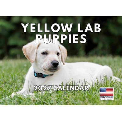 Yellow Lab Puppies 2027 Wall Calendar