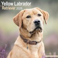 Yellow Labrador Retriever Calendars