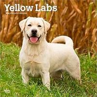 Yellow Labs 2026 Wall Calendar