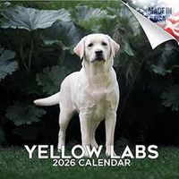 Yellow Labs 2026 Wall Calendar