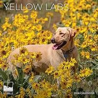 Yellow Labs 2026 Wall Calendar