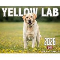 Yellow Lab 2026 Wall Calendar