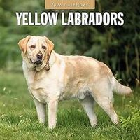 Yellow Labradors 2026 Wall Calendar